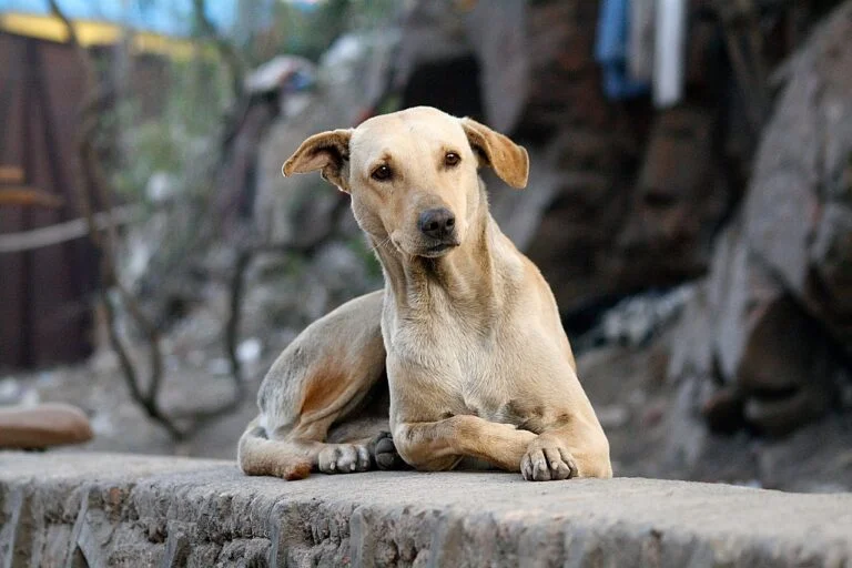 Animales domésticos en la vía pública: ¿Cuáles son las reglas?